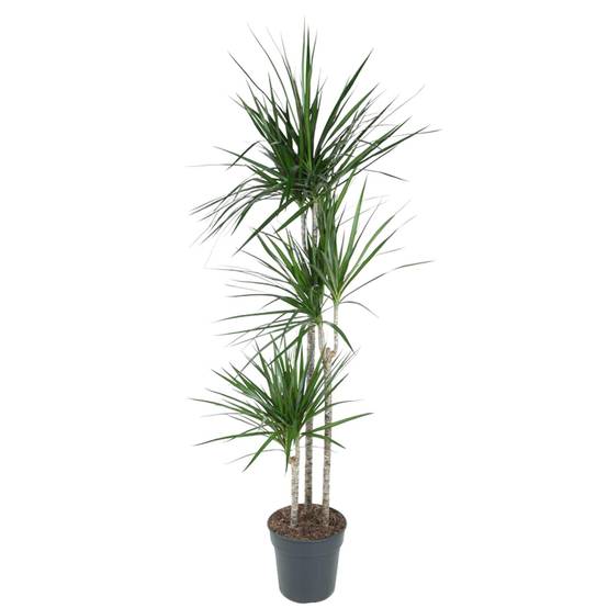 Dracaena Marginata - D24 H160cm