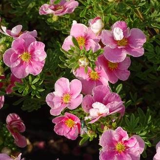 Potentille arbustive Bella Rosa - Potentilla fruticosa Godet de 8/9 cm