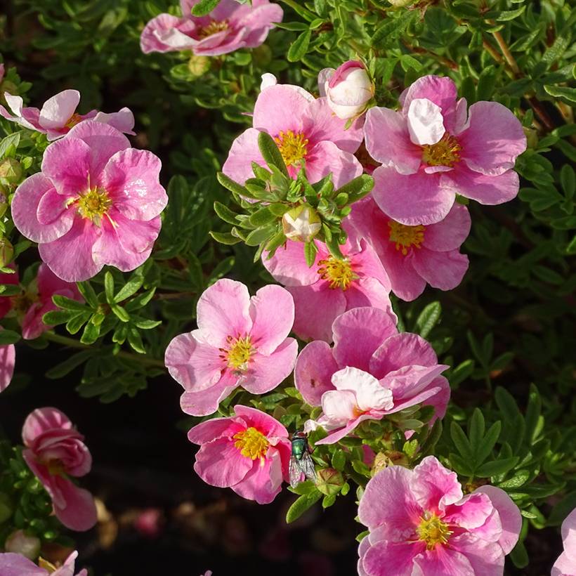 Potentille arbustive Bella Rosa - Potentilla fruticosa Godet de 8/9 cm