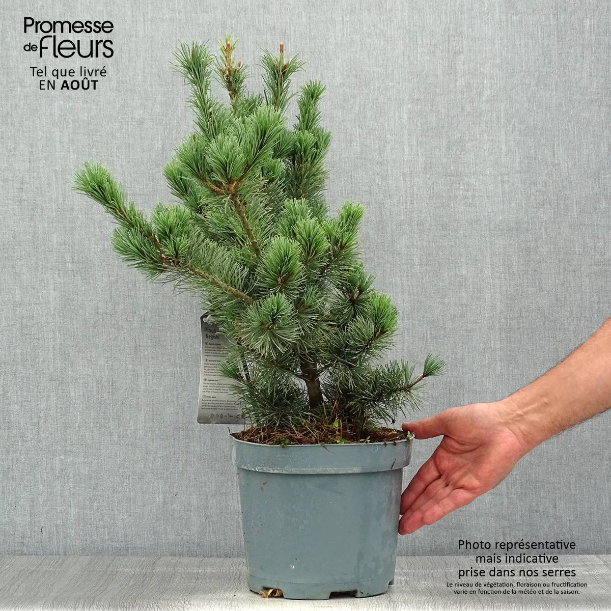 Promesse de Fleurs - Pinus parviflora Negishi - Pin blanc japonais Pot de 4L/5L - Image 2
