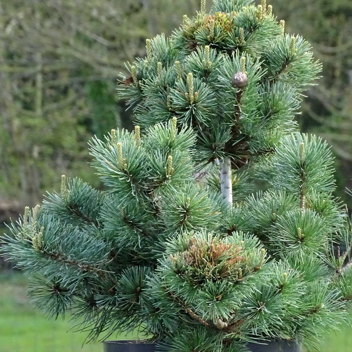 Promesse de Fleurs - Pinus parviflora Negishi - Pin blanc japonais Pot de 4L/5L - Image 1