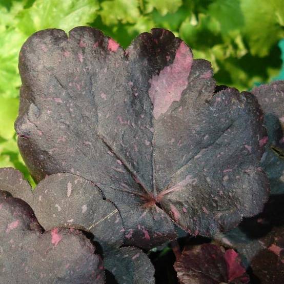 Promesse de Fleurs - Heuchère - Heuchera Midnight Rose Pot de 1,5L/2L