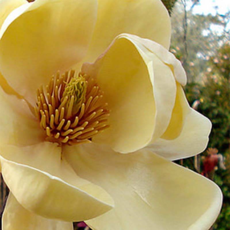 Magnolia Honey Tulip Pot de 12L/15L - Image 1