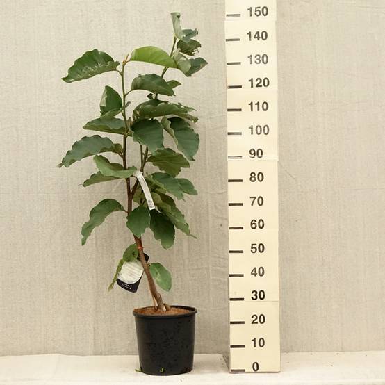 Magnolia Honey Tulip Pot de 12L/15L - Image 2