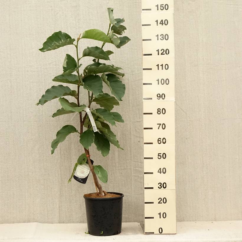 Magnolia Honey Tulip Pot de 12L/15L - Image 2