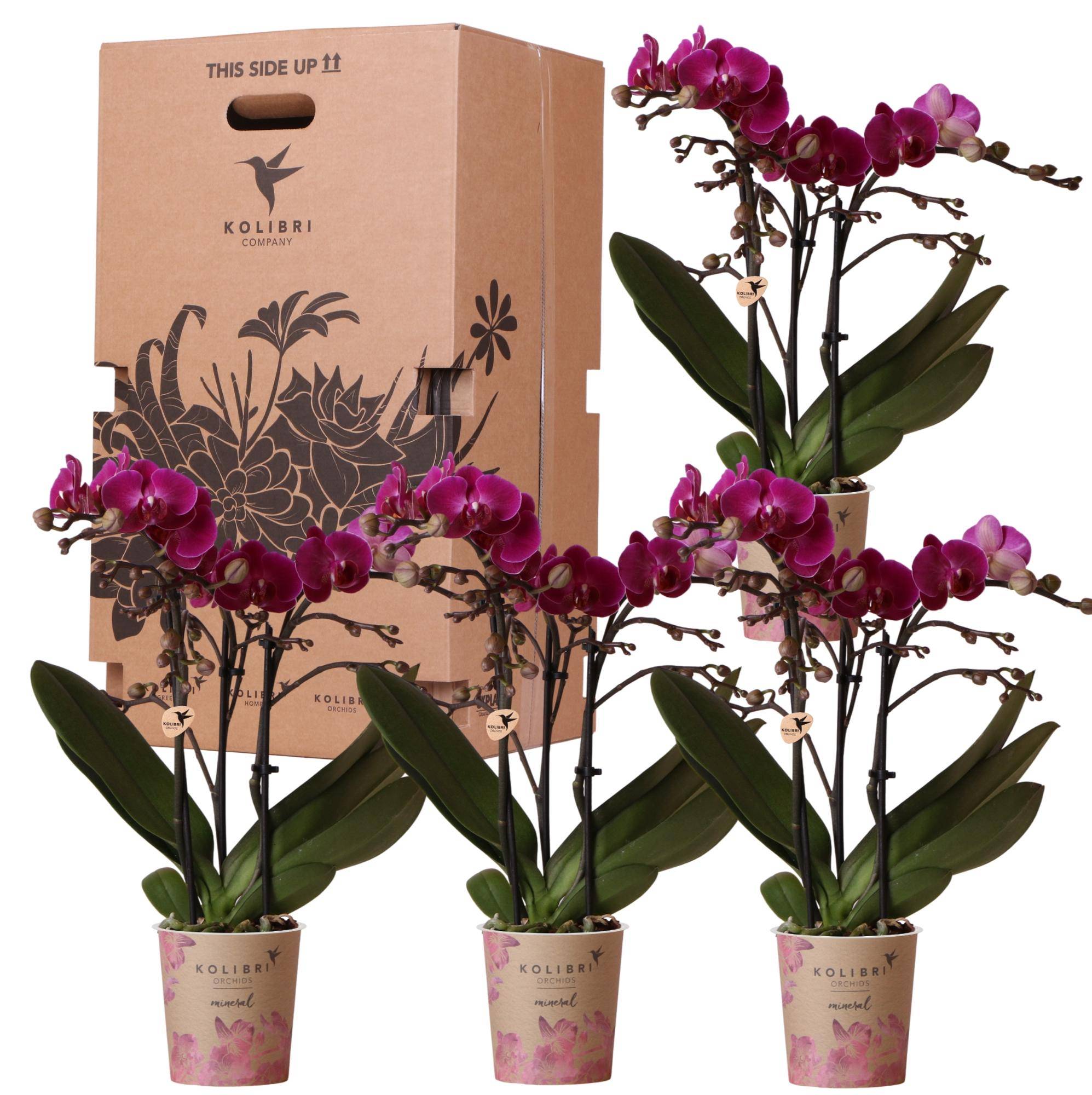Box surprise 4 orchidées Phalaenopsis unicolores - Ø12cm - ↕10cm - Plantes d'intérieur