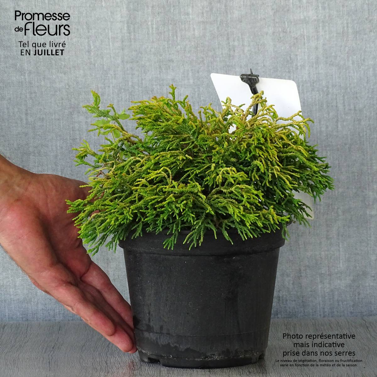 Promesse de Fleurs - Faux cyprès du Japon - Chamaecyparis obtusa Tsatsumi Gold Pot de 2L/3L - Image 2