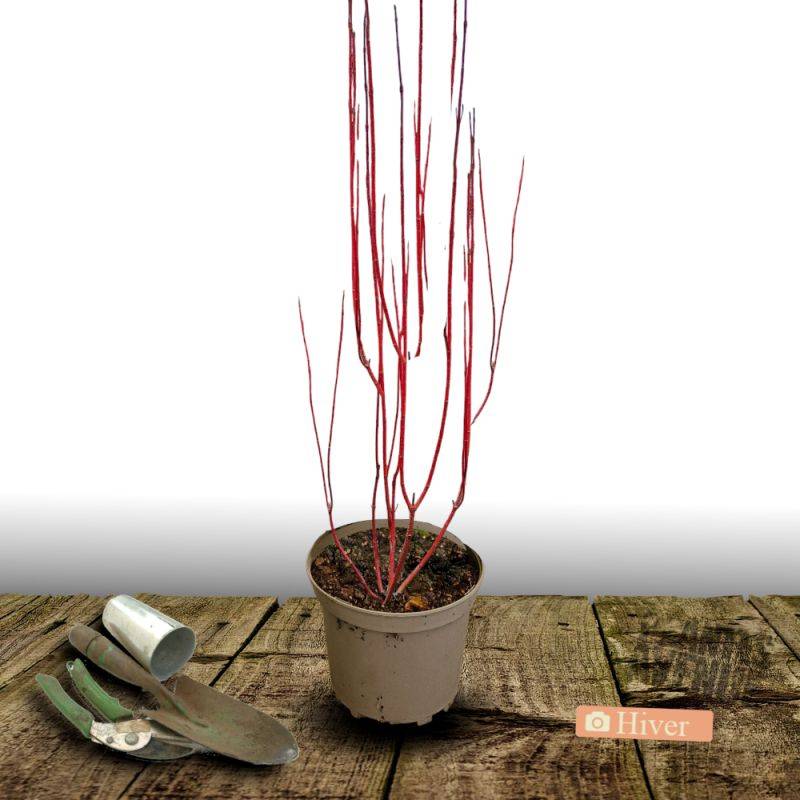 Cornouiller sanguin Midwinter Fire, Cornus à fleurs Blanche - feuillage Caduc - Pot de 7,5L - 60/80 cm-  hauteur à maturité De 1,50 m à 2,00 m - Image 2