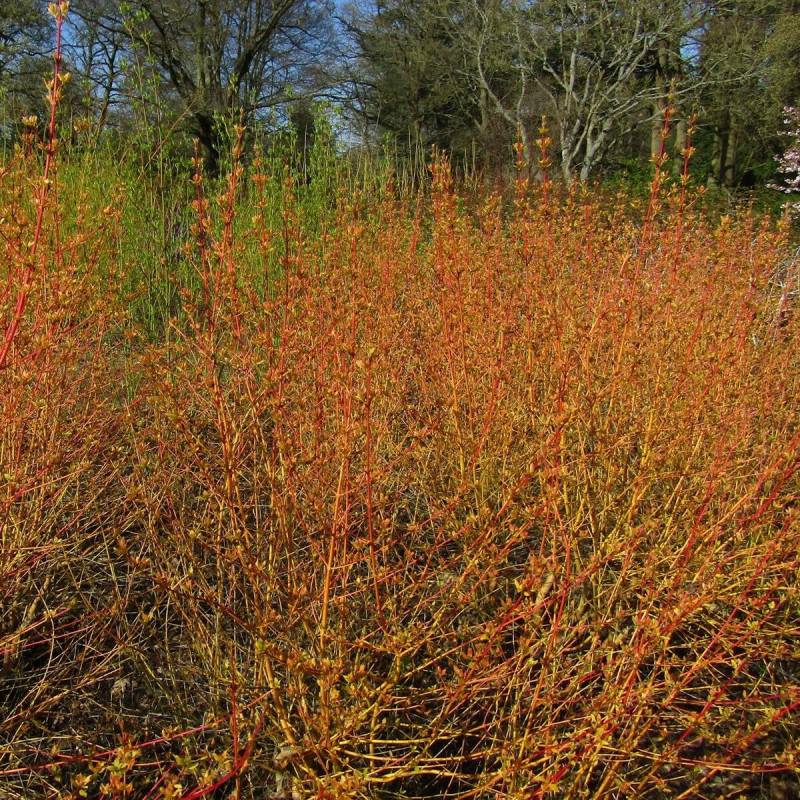 Cornouiller sanguin Midwinter Fire, Cornus à fleurs Blanche - feuillage Caduc - Pot de 7,5L - 60/80 cm-  hauteur à maturité De 1,50 m à 2,00 m - Image 1