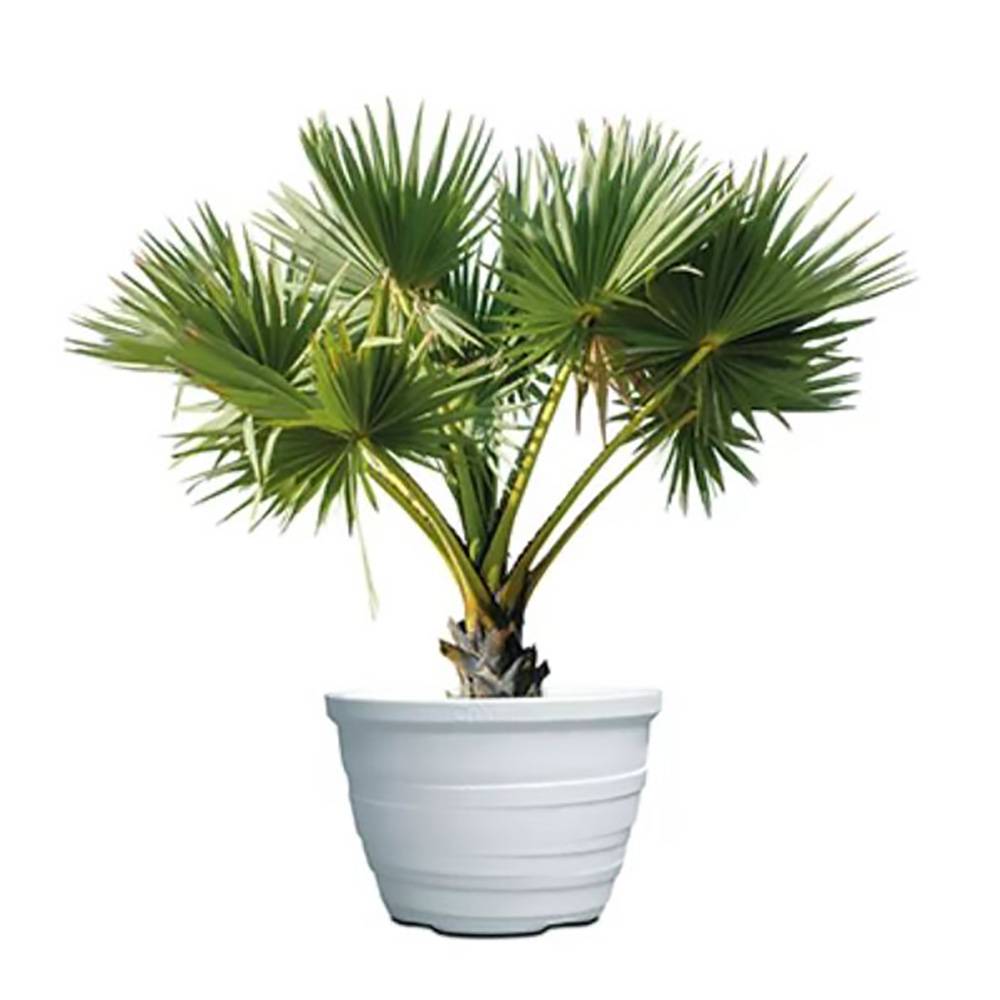 Pot de fleurs lignum 55 - Image 3
