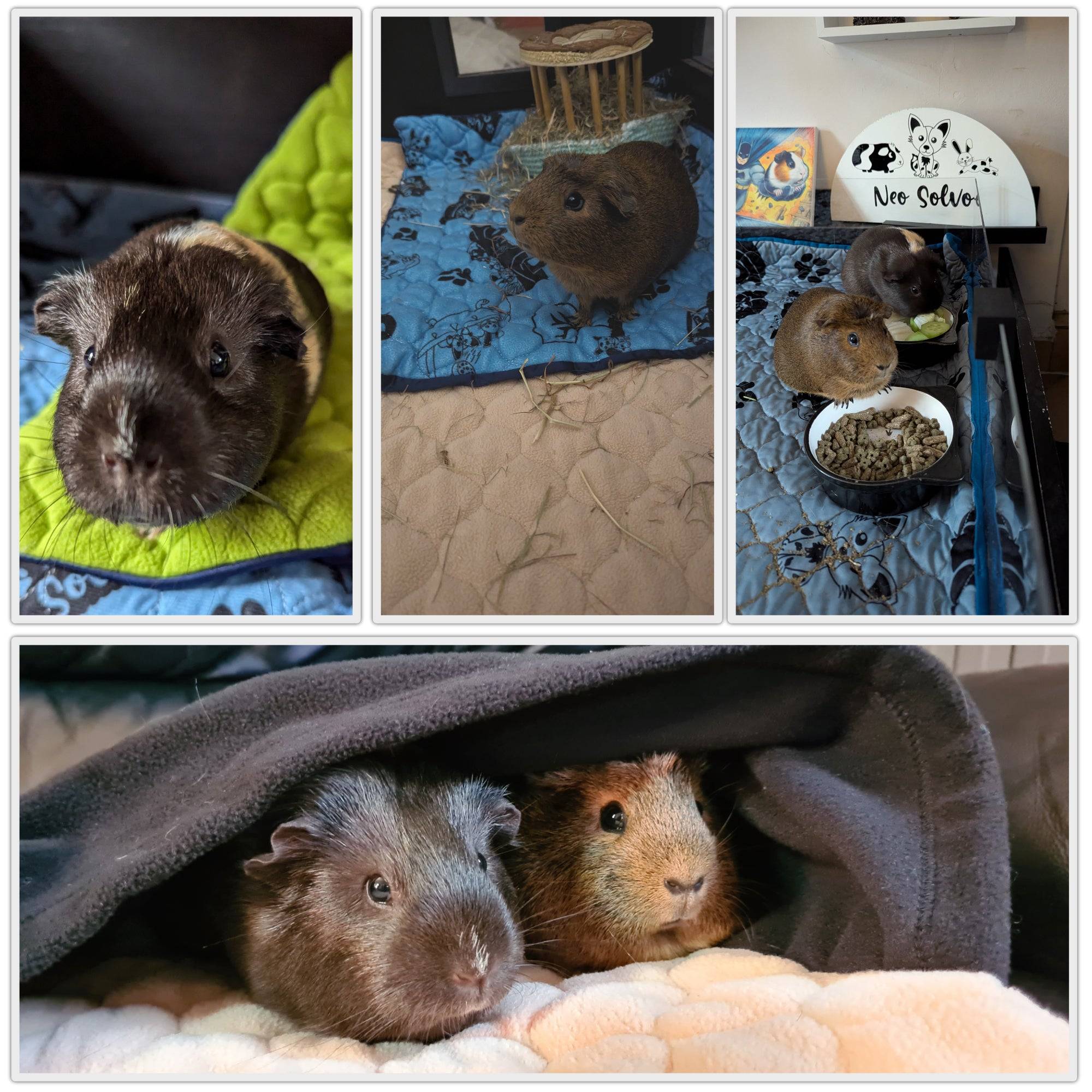 Lot de 2 - Tapis qui remplace la Litière pour Cochon d'Inde et Lapin - Absorbant, Imperméable, Passe en Machine 120 x 60 cm - Neo Solvo - Image 5