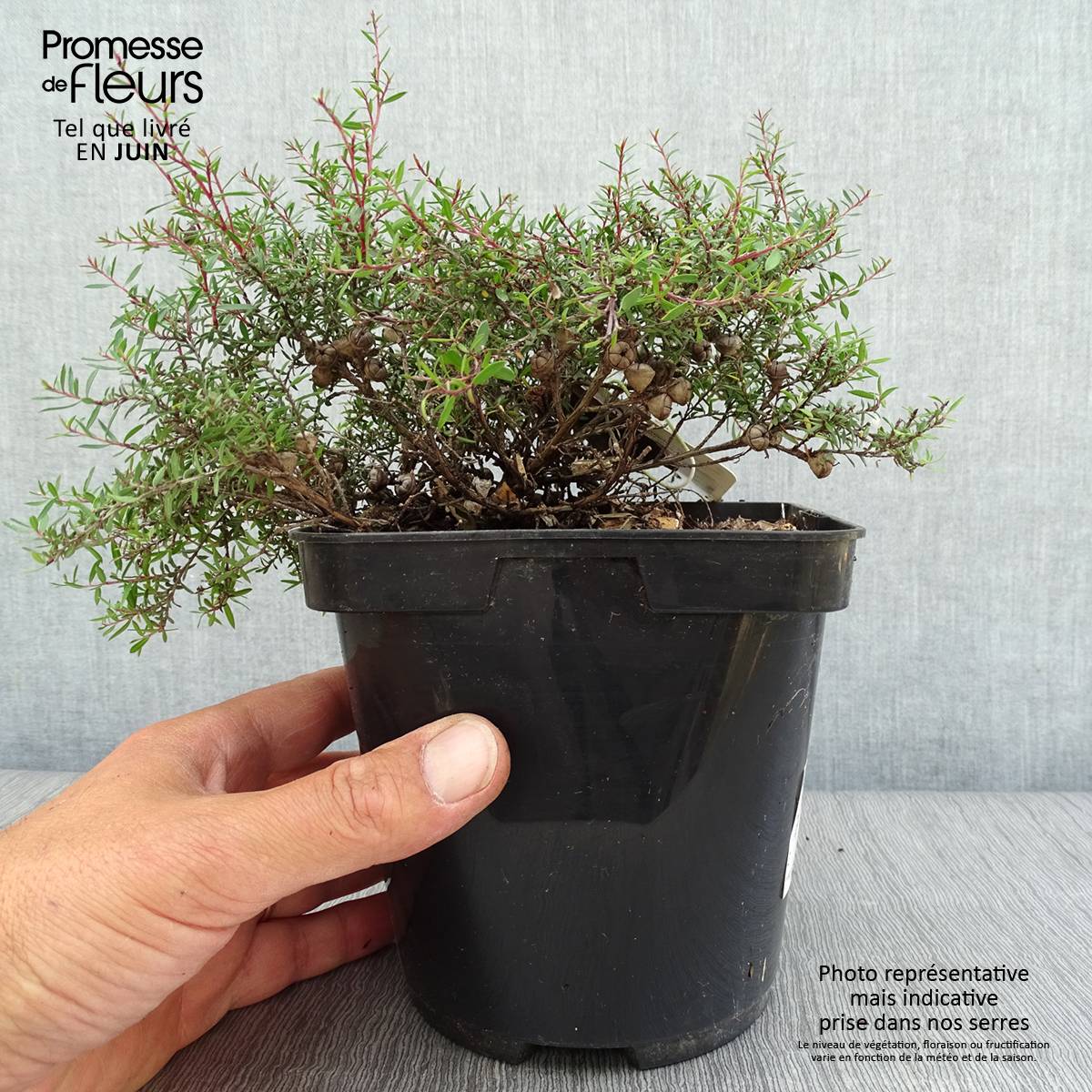 Promesse de Fleurs - Leptospermum scoparium Nanum Kiwi - Arbre à thé de Nouvelle-Zélande Pot de 2L/3L - Image 2