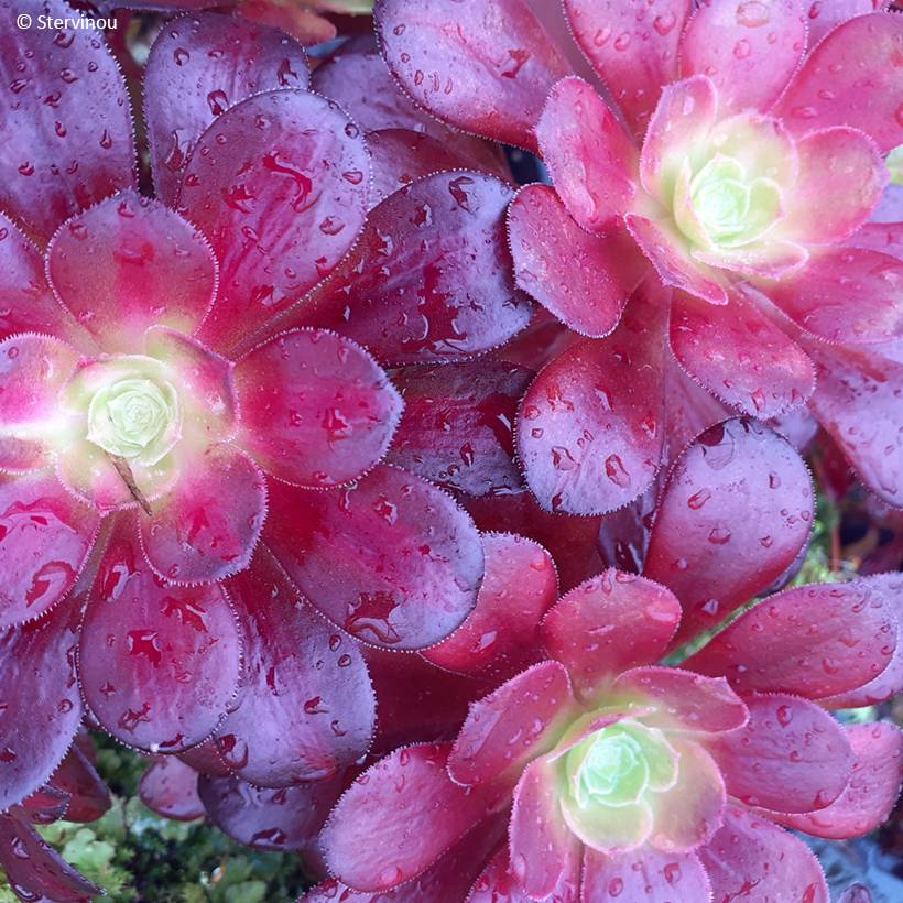 Aeonium arboreum Kilimandjaro- Aeonium en arbre Pot de 3L/4L