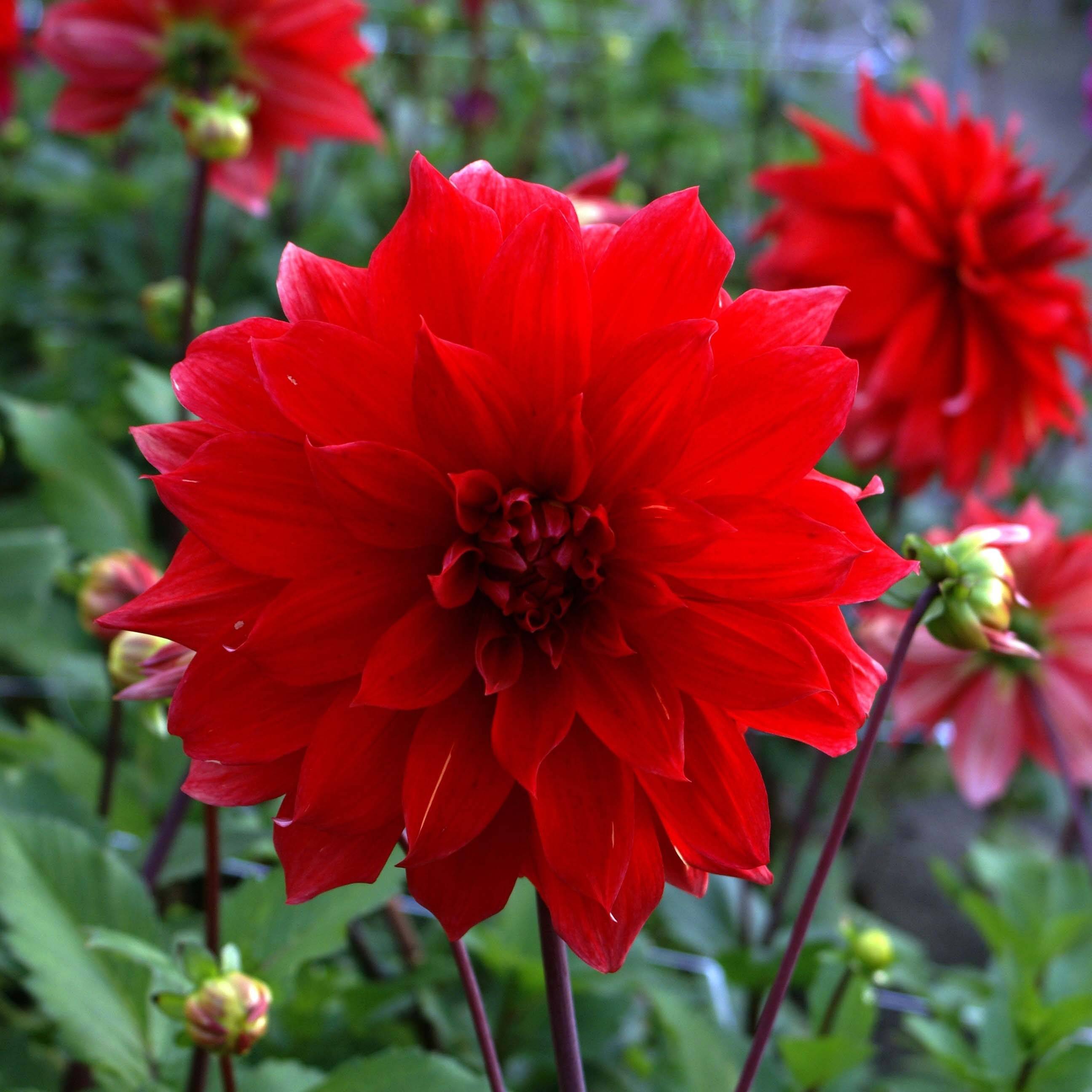 Dahlia décoratif Babylon rouge Bulbe calibre I