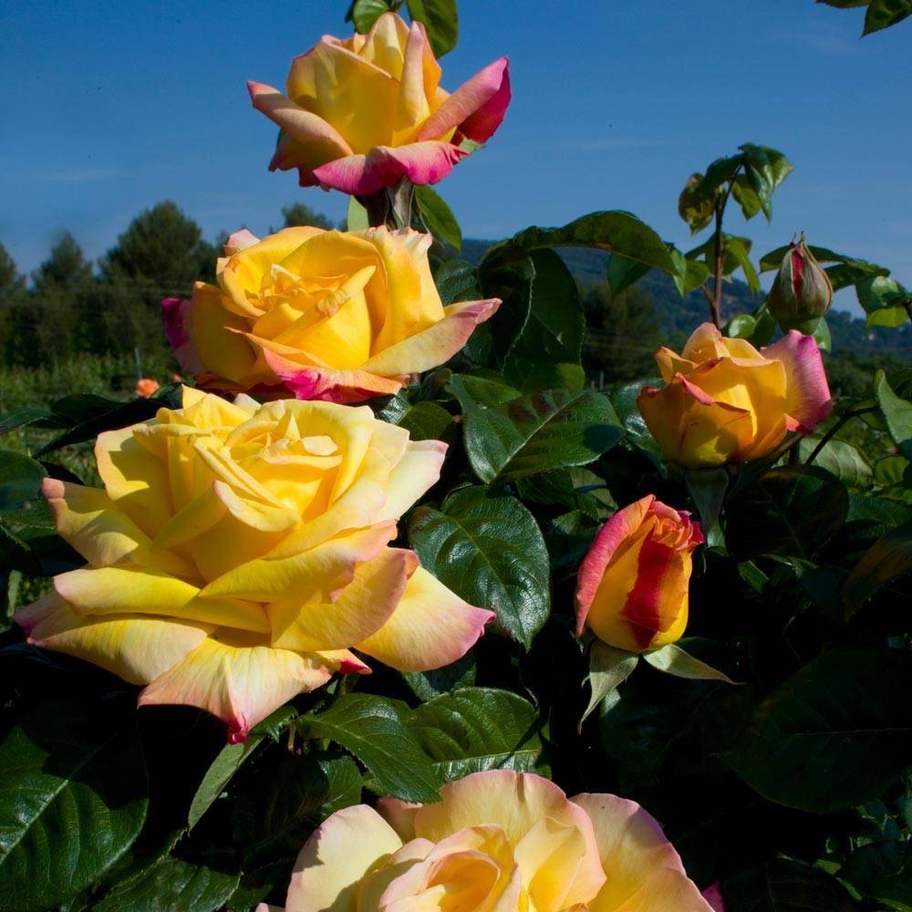 Rosier grimpant Mme A. Meilland à fleurs Rose/Jaune - feuillage Caduc - Pot de 3L - 20/40 cm - Image 1
