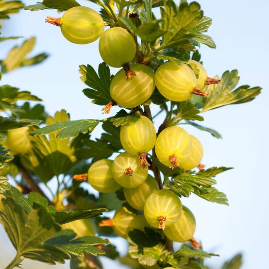 Groseillier à maquereaux Crispa Goldling - Ribes uva-crispa Pot de 1,5L/2L