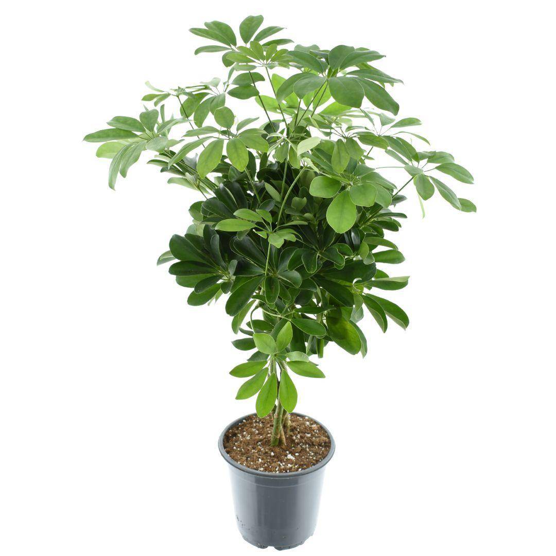 Schefflera Compacta Nora 75cm - Plante d'intérieur- La Green Touch - Image 1