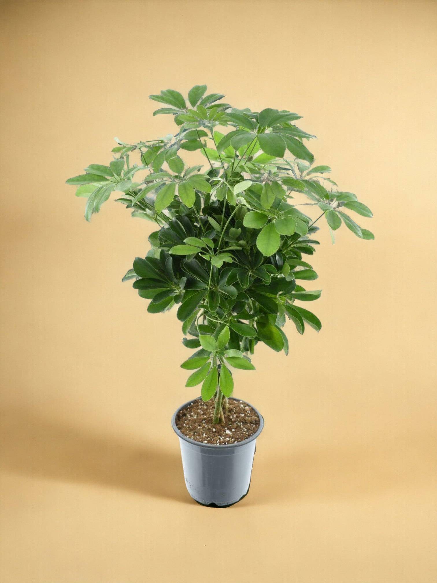 Schefflera Compacta Nora 75cm - Plante d'intérieur- La Green Touch - Image 2