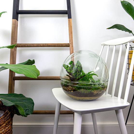 Diy Terrarium - D30 H30cm - Image 2