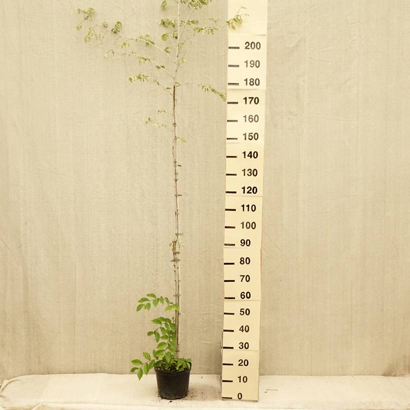 Ulmus minor Argenteovariegata - Orme champêtre panaché Pot de 4L/5L, Tige - Image 2