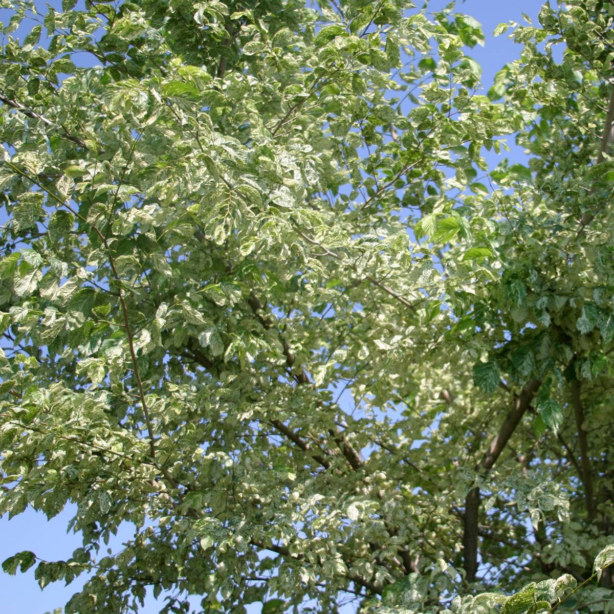 Ulmus minor Argenteovariegata - Orme champêtre panaché Pot de 4L/5L, Tige - Image 1