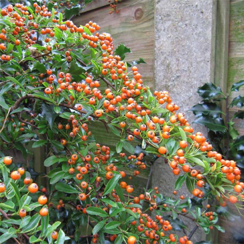 Pyracantha Teton - Buisson ardent Pot de 2L/3L - Image 1