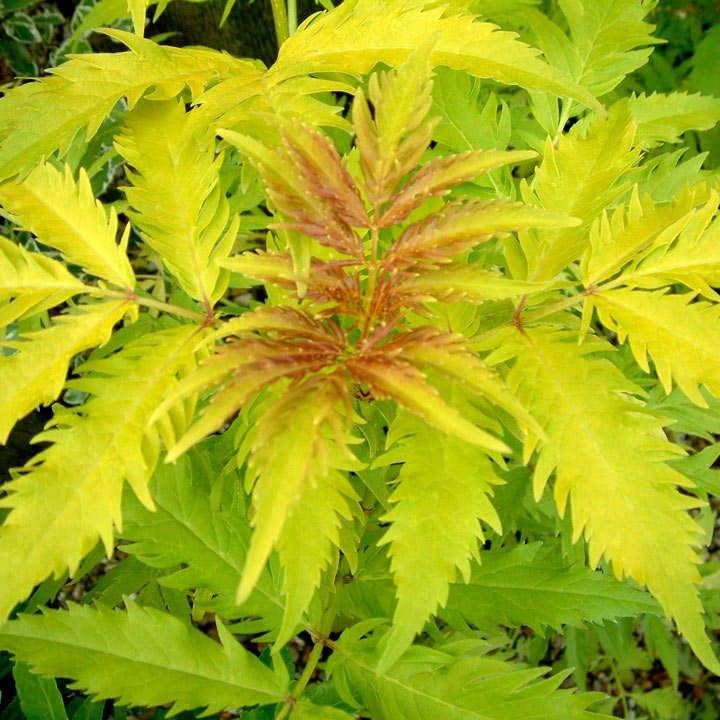 Promesse de Fleurs - Sambucus racemosa Plumosa Aurea - Sureau à grappes Pot de 2L/3L - Image 1