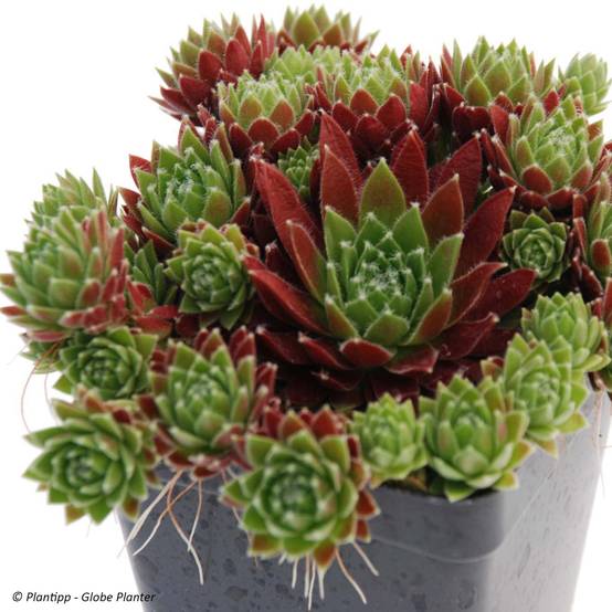 Sempervivum Chick Charms Cinnamon Starbust - Joubarbe Pot de 10 cm/11cm