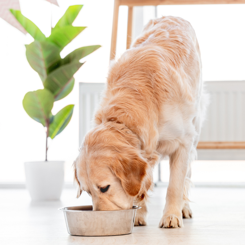 Canichef - Canichef - Terrines Sans Céréales Bio Volaille & Légumes pour Chien - Image 2