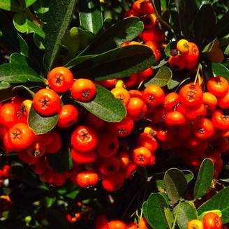 Buisson ardent 'Orange Glow' (Pyracantha 'Orange Glow') - Godet - Taille 13/25cm - Pépinières Naudet
