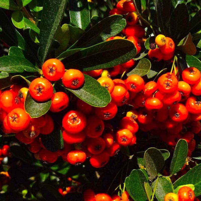 Buisson ardent 'Orange Glow' (Pyracantha 'Orange Glow') - Godet - Taille 13/25cm - Pépinières Naudet
