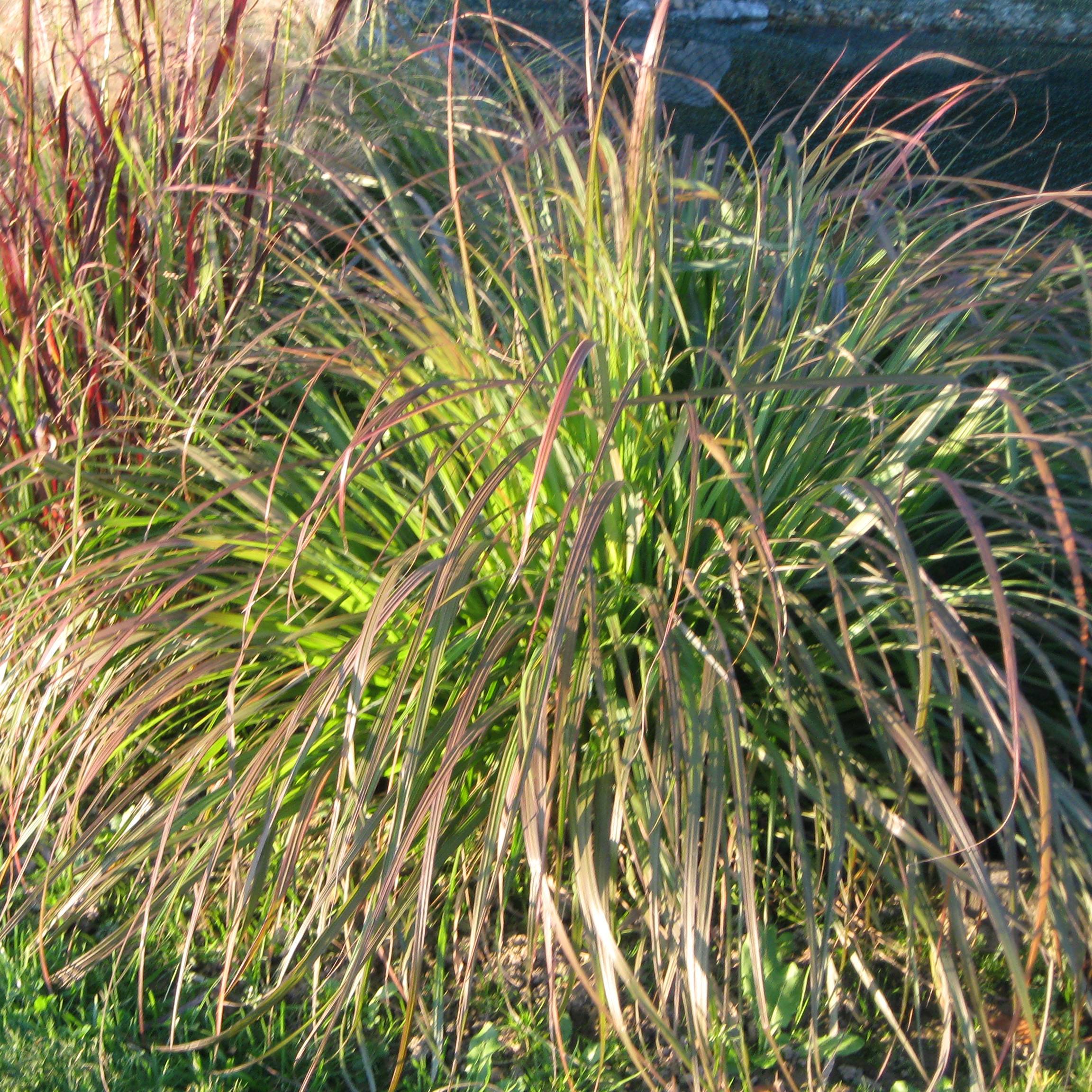 Pennisetum alopecuroides National Arboretum - Herbe aux écouvillons pourpres Pot de 1L/1,5L