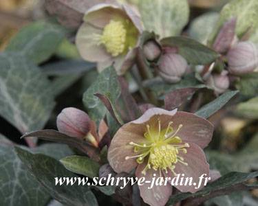 Promesse de Fleurs - Hellebore lividus Godet de 8/9 cm