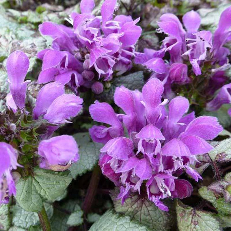 Promesse de Fleurs - Lamium maculatum Sterling Silver - Lamier argenté Godet de 8/9 cm