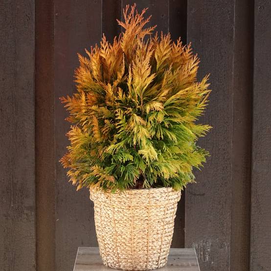 Thuya géant - Thuja plicata 4 Ever Goldy Godet de 8/9 cm