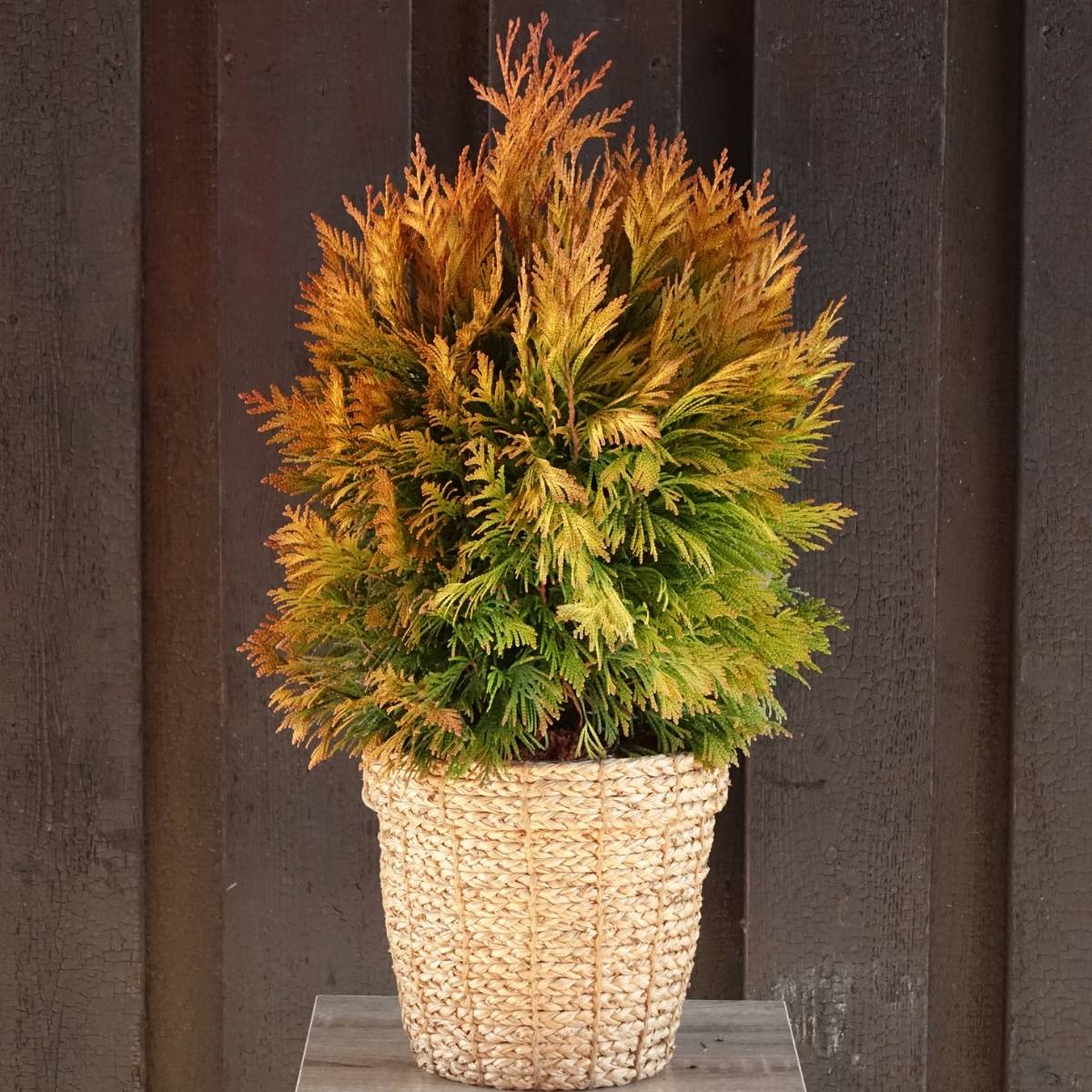Thuya géant - Thuja plicata 4 Ever Goldy Godet de 8/9 cm