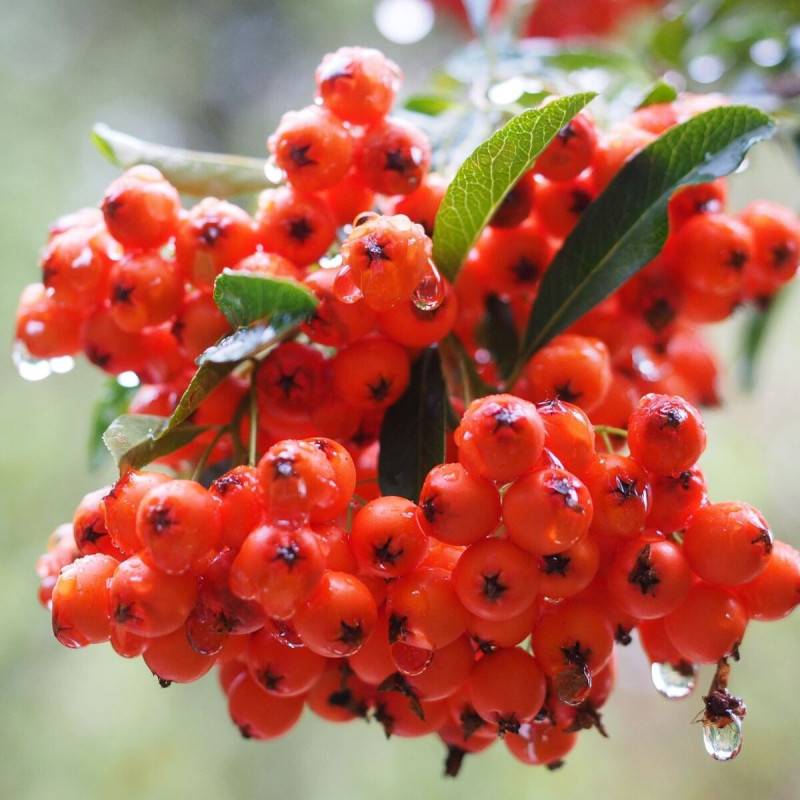 Buisson ardent Red Column, Pyracantha à fleurs Blanche/ - feuillage Persistant - Pot de 1 Litre - Image 1