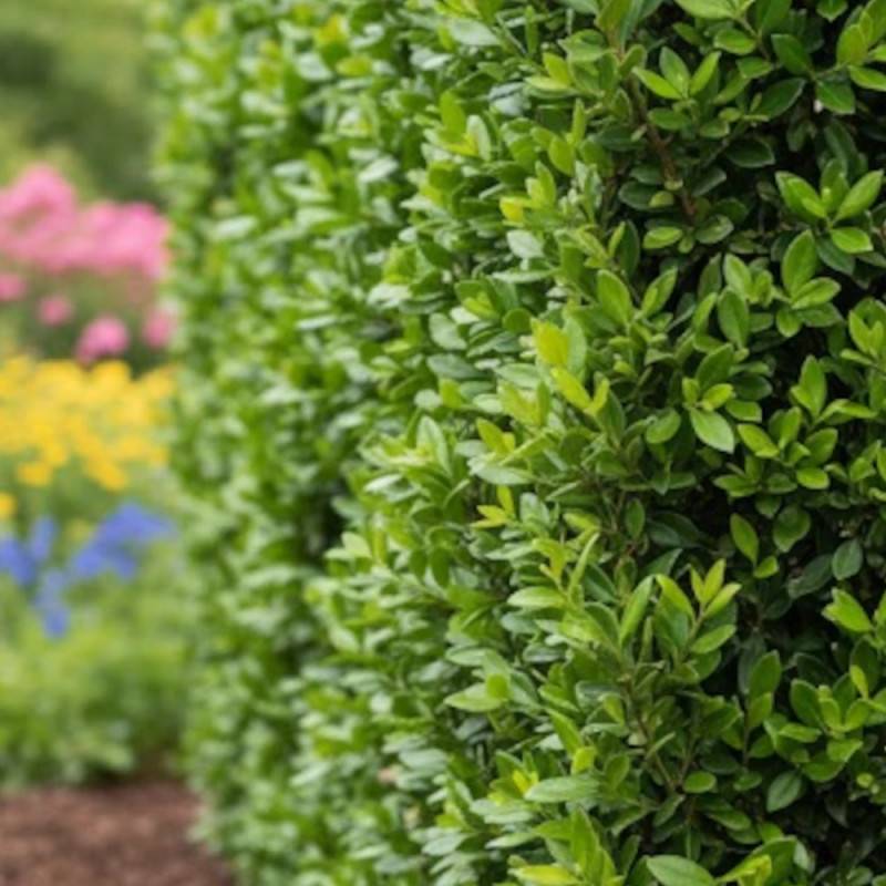 Buisson ardent Red Column, Pyracantha à fleurs Blanche/ - feuillage Persistant - Pot de 1 Litre - Image 3