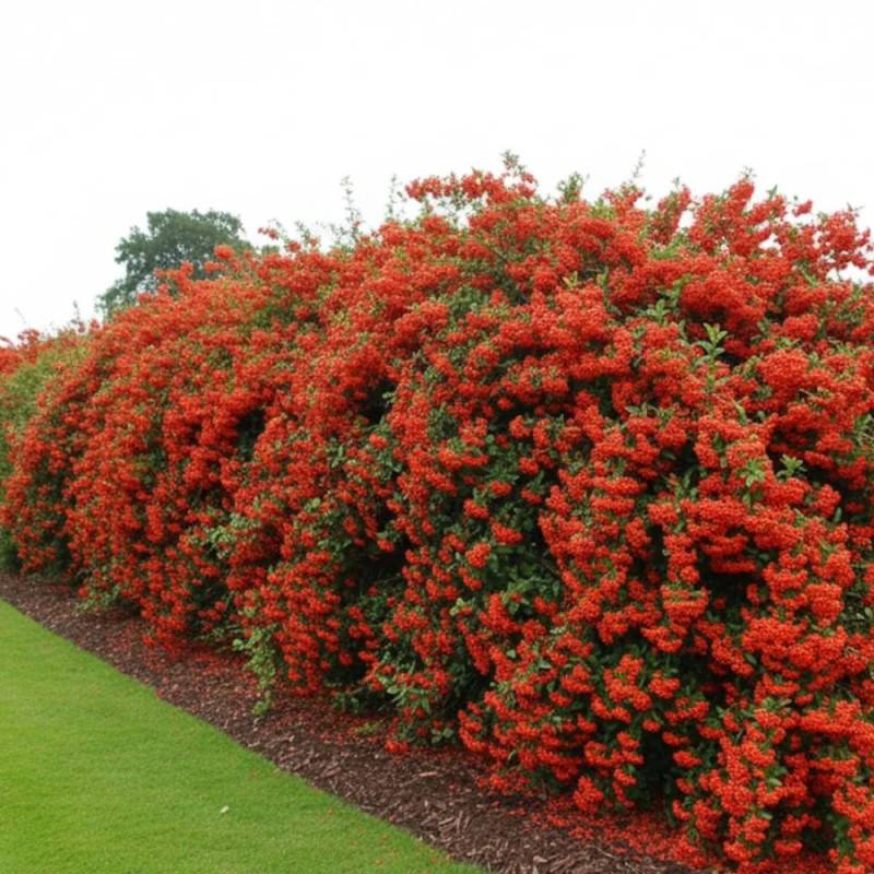 Buisson ardent Red Column, Pyracantha à fleurs Blanche/ - feuillage Persistant - Pot de 1 Litre - Image 2