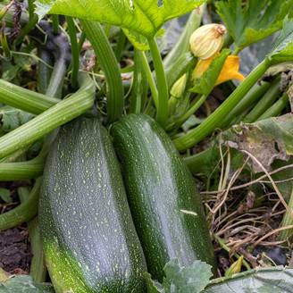 Courgette Verte non coureuse des maraîchers - Cucurbita pepo le sachet de 25 graines environ (3g)