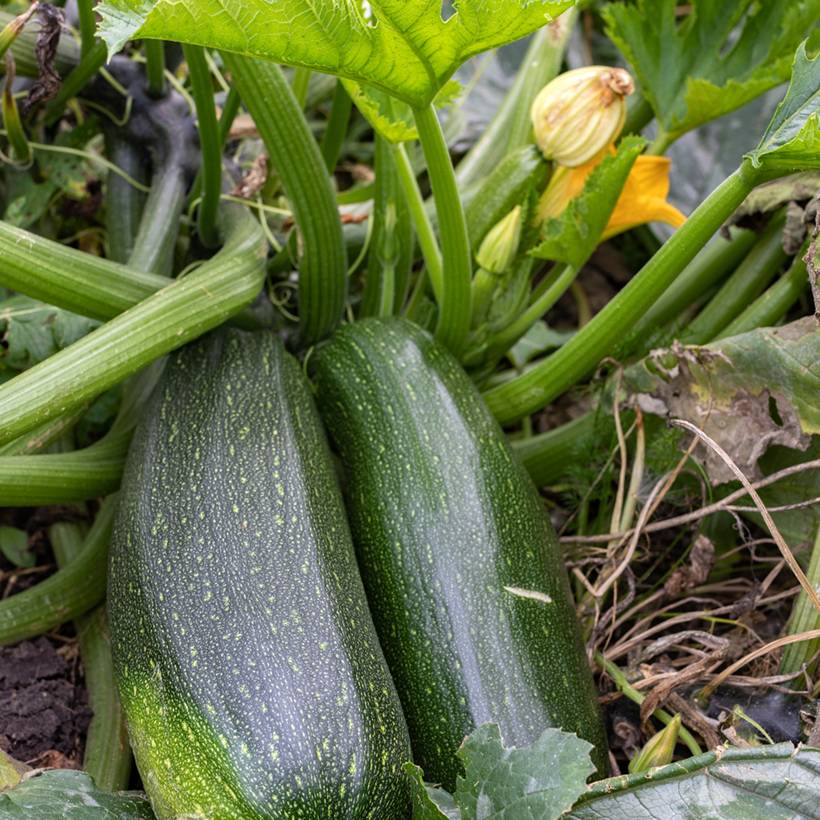Courgette Verte non coureuse des maraîchers - Cucurbita pepo le sachet de 25 graines environ (3g)