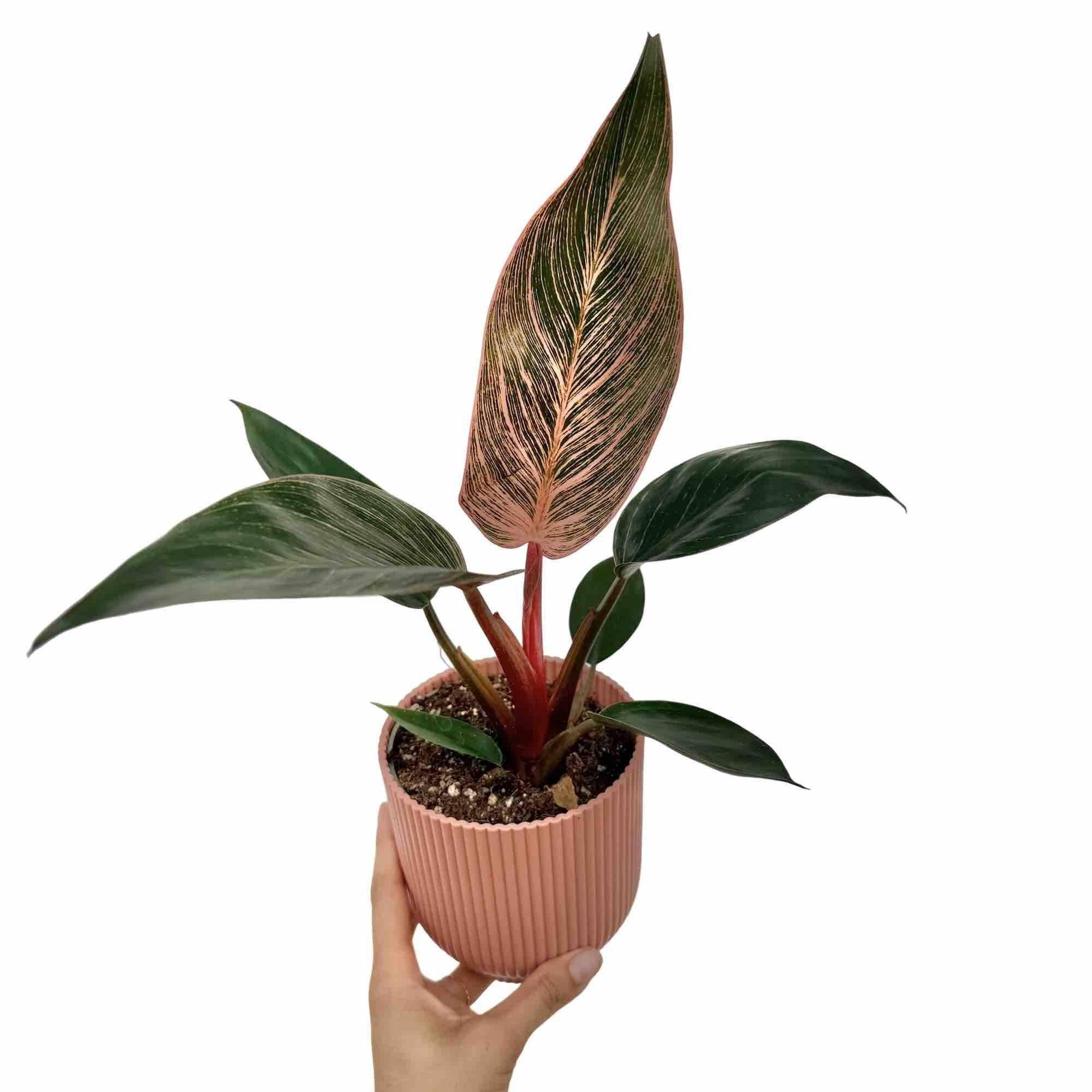 Philodendron Pink Birkin (Bikini) - Pot de 6cm - Plantes d'intérieur - Image 6
