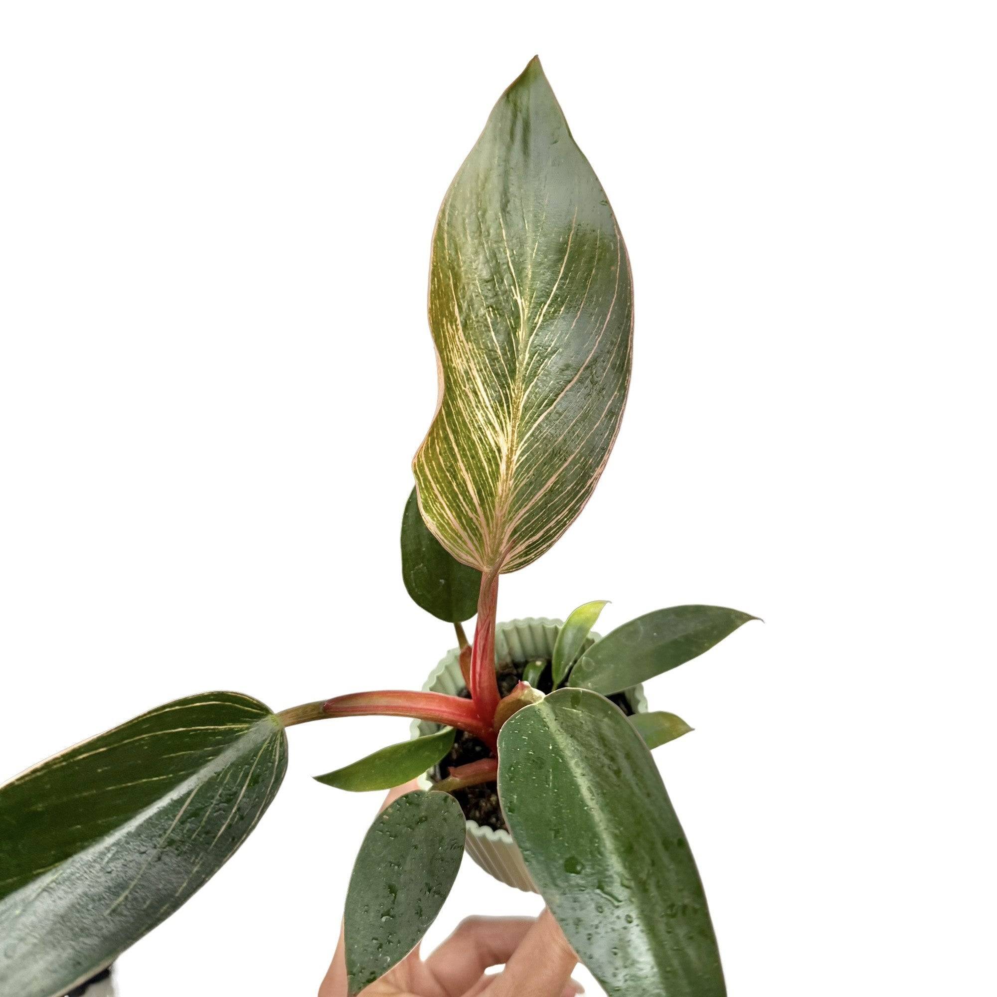 Philodendron Pink Birkin (Bikini) - Pot de 6cm - Plantes d'intérieur - Image 7