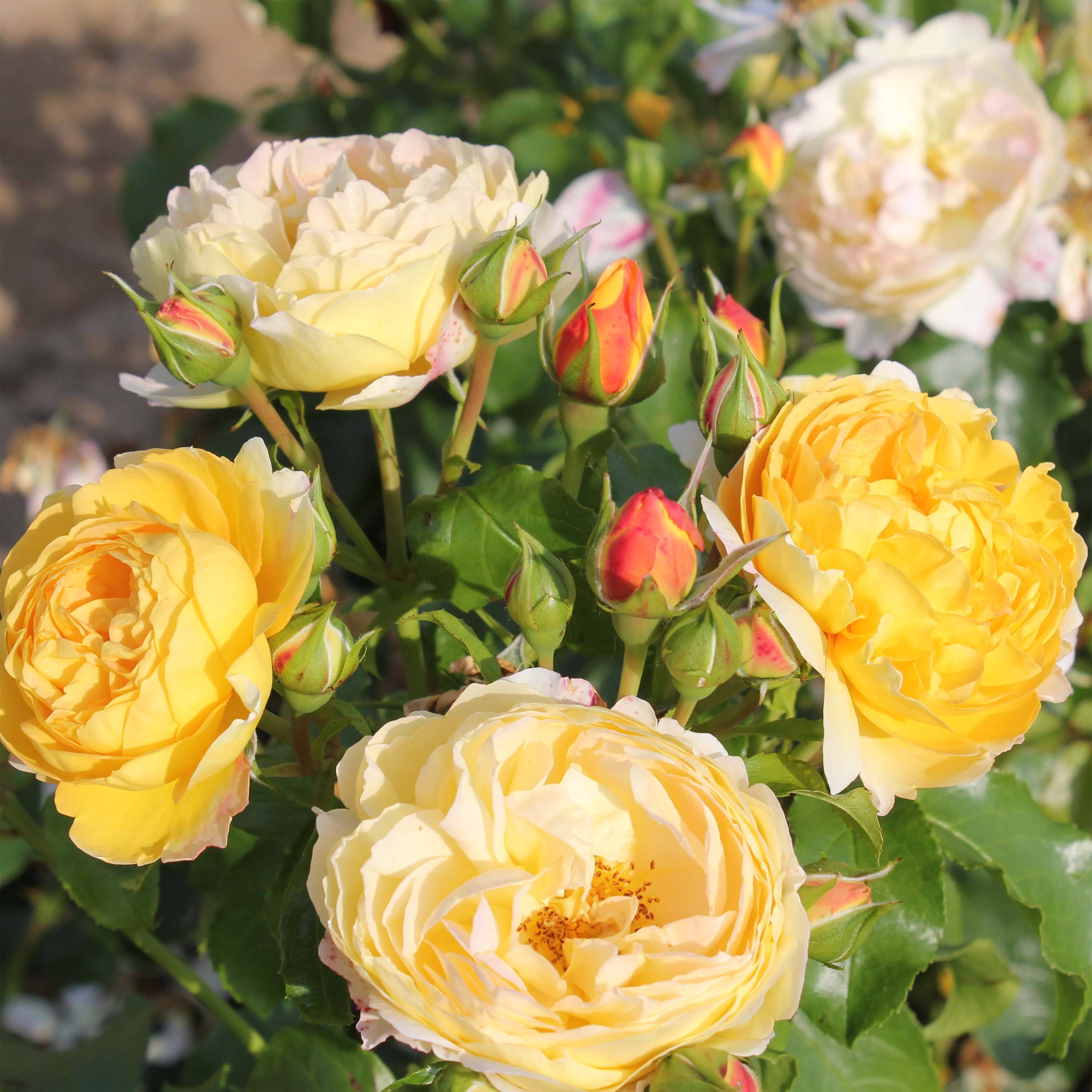 Rosier à grandes fleurs Château de Cheverny Pot de 3L/4L