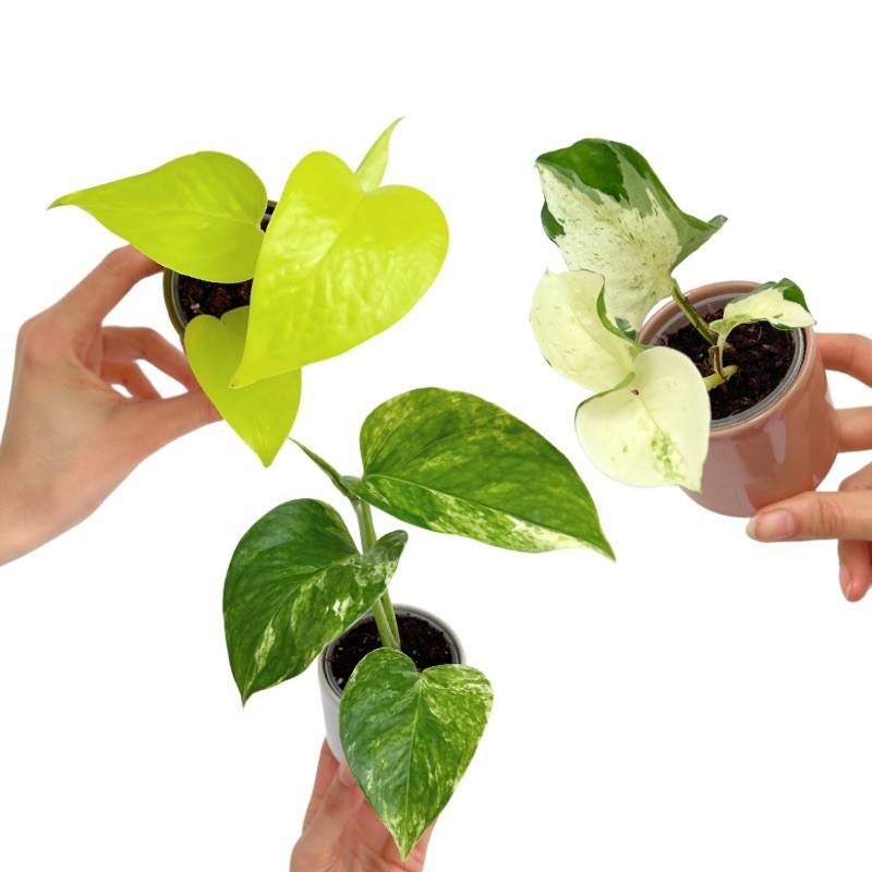 Trio Pothos | Epipremnum Manjula - Epipremnum Néon - Epipremnum Marble Queen - Pot de 6cm - Plantes d'intérieur - Image 1