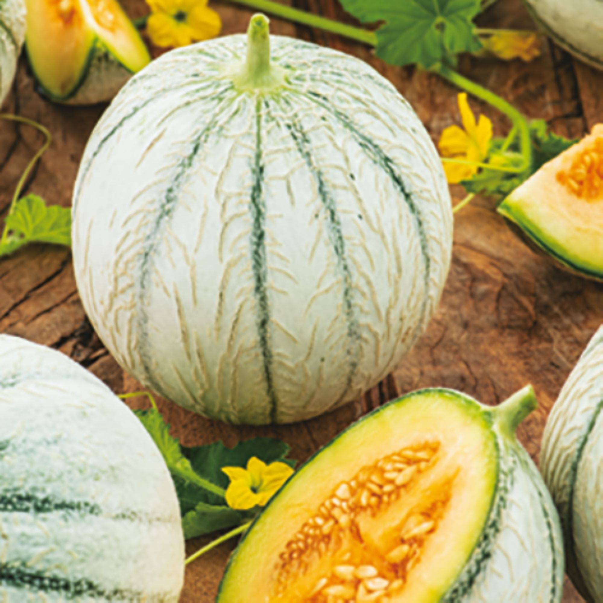 Plant de melon Anasta f1 pot de 0,5 litre