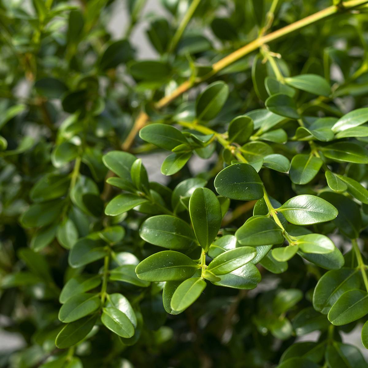Promesse de Fleurs - Buis - Buxus Betterbuxus Heritage Pot de 3L/4L