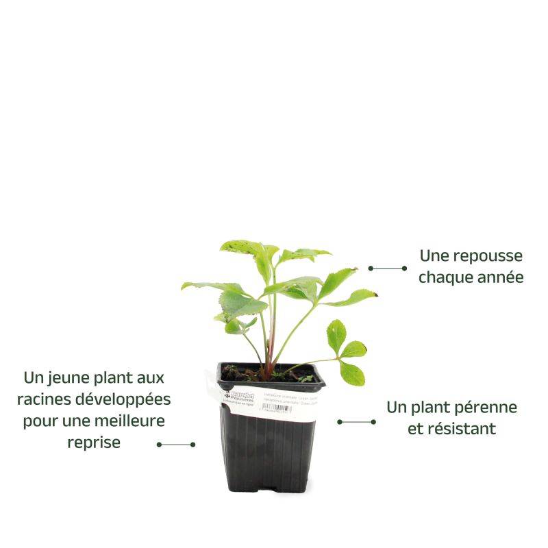 3 Hellébores orientales 'Green Spotted' (Helleborus Orientalis Green Spotted) - Lot de 3 vivaces - Pépinières Naudet - Image 3