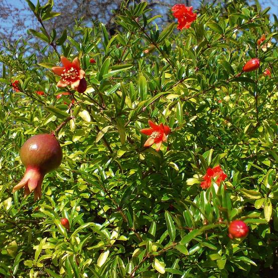 Punica granatum Nana - Grenadier nain Pot de 2L/3L - Image 1