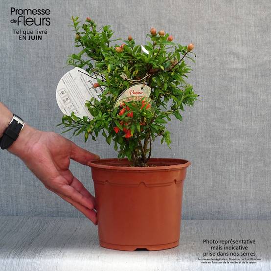 Punica granatum Nana - Grenadier nain Pot de 2L/3L - Image 2